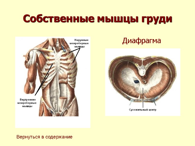 Собственные мышцы груди Вернуться в содержание Диафрагма